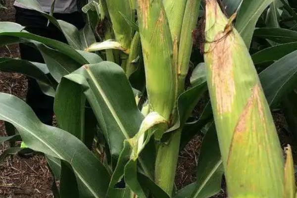 荣玉青贮908玉米品种的特性,春播平均生育期116.1天
