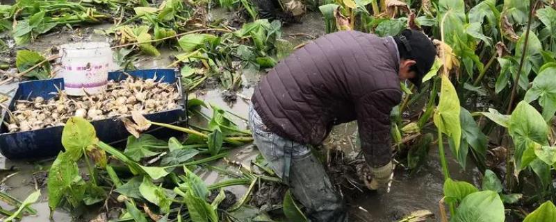 茨菇的种植方法