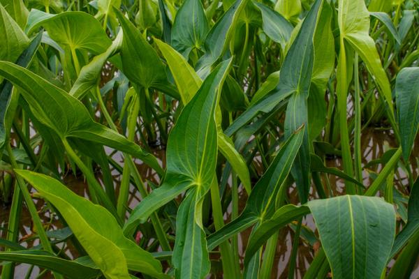 茨菇的种植方法,在每年的4-5月育苗