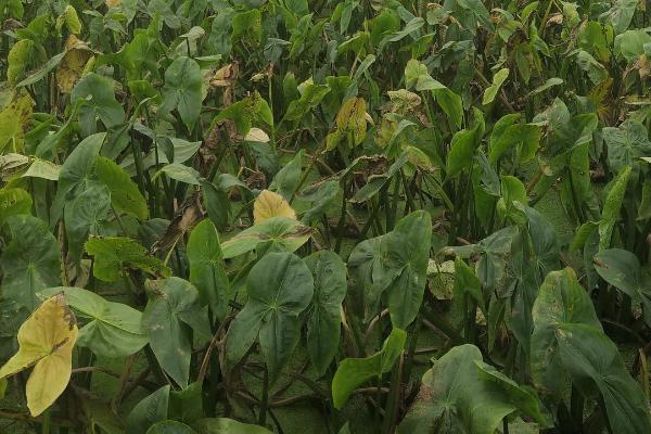 茨菇的种植方法,在每年的4-5月育苗