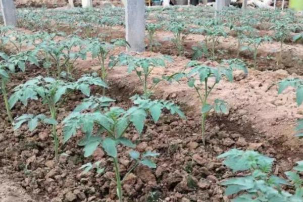 春季早熟番茄定植管理方法,缓苗后要降低棚温