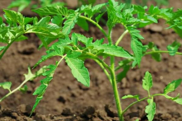 春季早熟番茄定植管理方法,缓苗后要降低棚温
