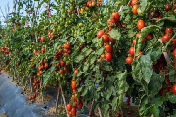 春季早熟番茄定植管理方法,缓苗后要降低棚温