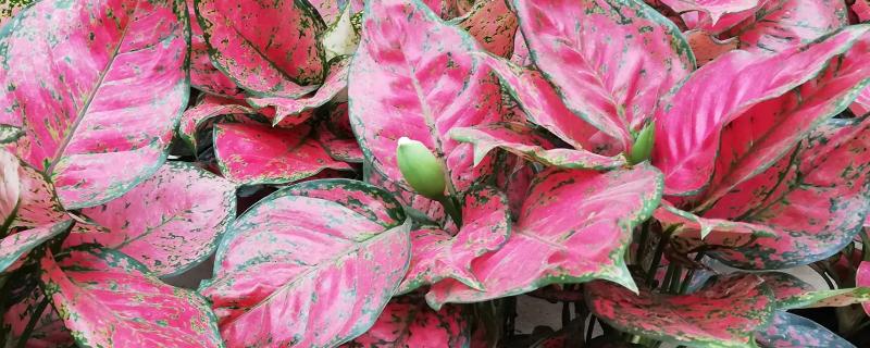 红叶万年青的养殖方法