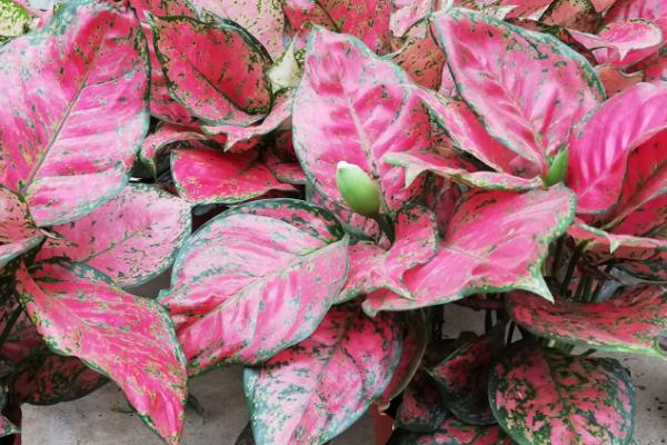 红叶万年青的养殖方法,喜欢在半阴的环境下生长