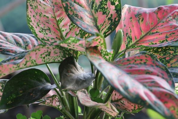 红叶万年青的养殖方法,喜欢在半阴的环境下生长