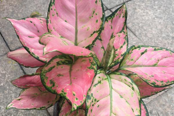 红叶万年青的养殖方法,喜欢在半阴的环境下生长