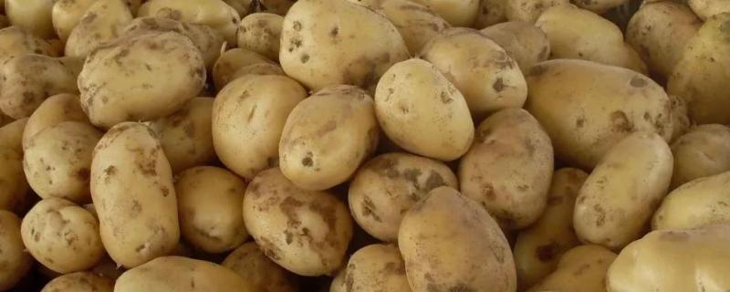 马铃薯的贮藏条件
