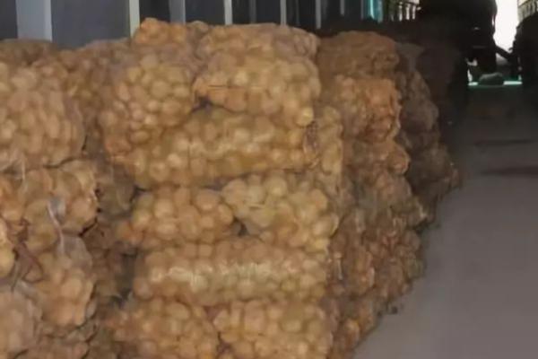 马铃薯的贮藏条件,应确保薯块完整无病