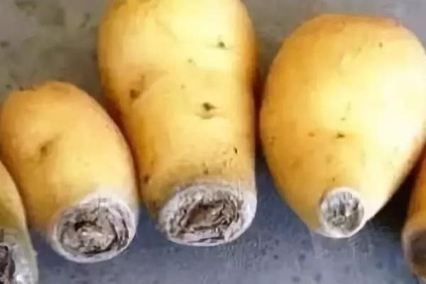 马铃薯的贮藏条件,应确保薯块完整无病