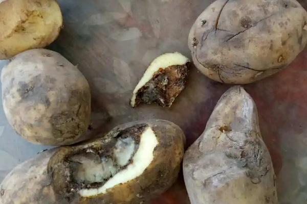 马铃薯的贮藏条件,应确保薯块完整无病