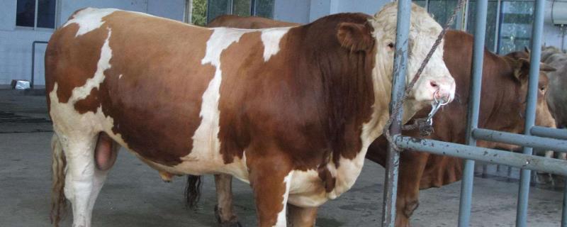 西门塔尔牛的产地