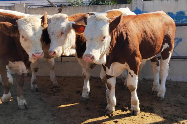 西门塔尔牛的产地,原产地是瑞士西部的阿尔卑斯山区