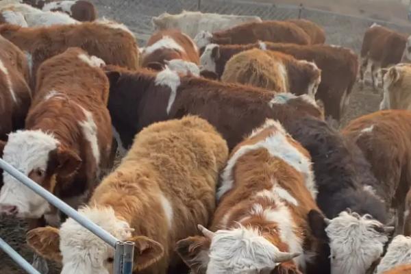 西门塔尔牛的产地,原产地是瑞士西部的阿尔卑斯山区