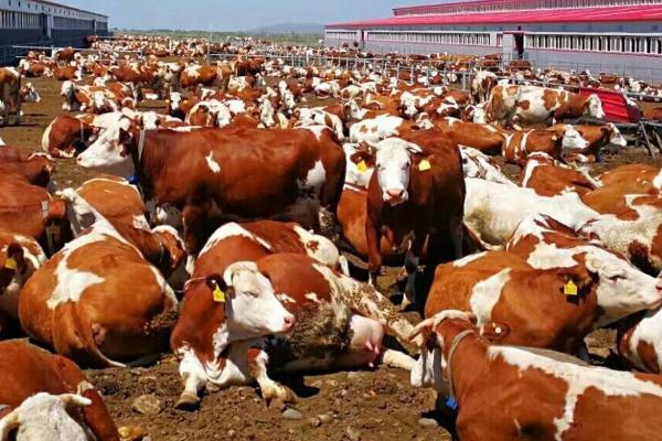 西门塔尔牛的产地,原产地是瑞士西部的阿尔卑斯山区