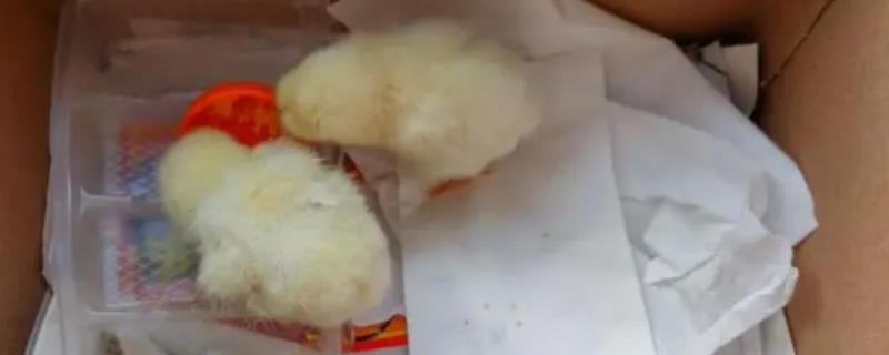 小鸡刚进食喂什么