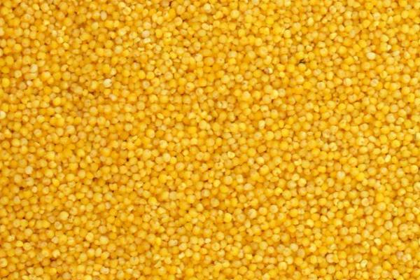 小鸡刚进食喂什么,可喂食小米、米饭、白菜或面包等