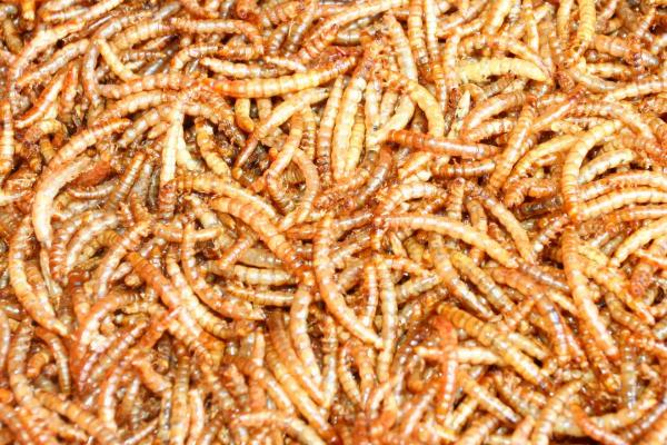 小鸡刚进食喂什么,可喂食小米、米饭、白菜或面包等