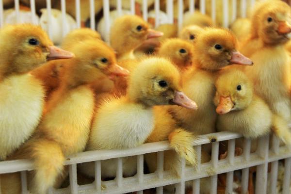 鸭苗的养殖技术,科学喂养是关键