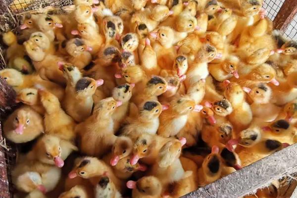 鸭苗的养殖技术,科学喂养是关键