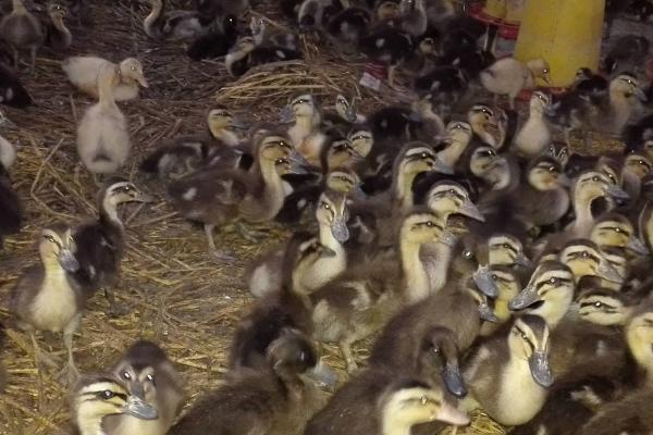 鸭苗的养殖技术,科学喂养是关键