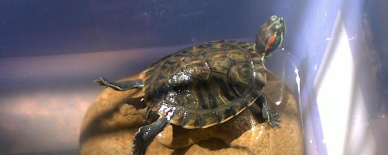 巴西龟认识主人吗