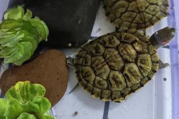 巴西龟认识主人吗,智商比较高可以认识主人