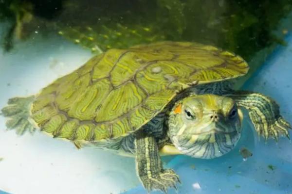 巴西龟认识主人吗,智商比较高可以认识主人