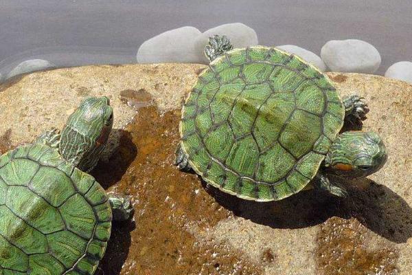 巴西龟认识主人吗,智商比较高可以认识主人