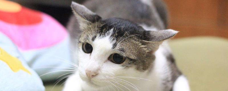 猫耳朵往两边撇是什么意思