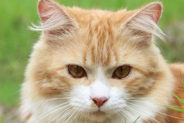 猫耳朵往两边撇是什么意思,有可能是发出恐吓的信号