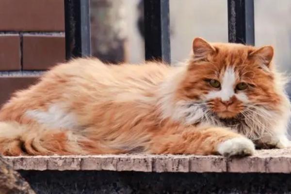 猫耳朵往两边撇是什么意思,有可能是发出恐吓的信号