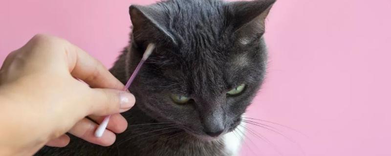 猫咪耳朵的清理方法
