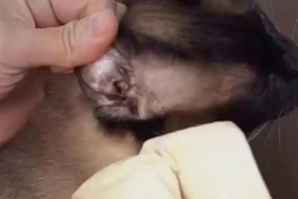猫咪耳朵的清理方法,先检查是否发炎