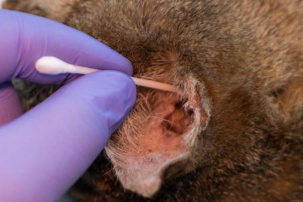 猫咪耳朵的清理方法,先检查是否发炎