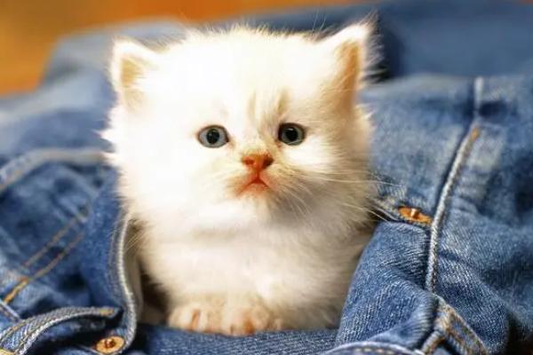 猫咪耳朵的清理方法,先检查是否发炎