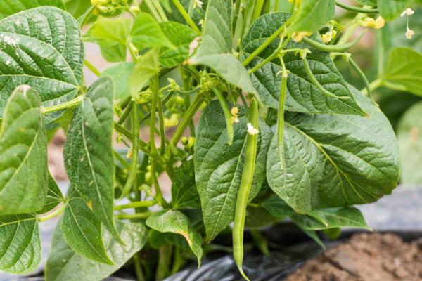 冬季豆类作物如何浇水施肥,尽可能减少复合肥的使用