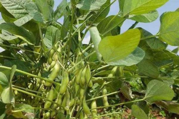 冬季豆类作物如何浇水施肥,尽可能减少复合肥的使用