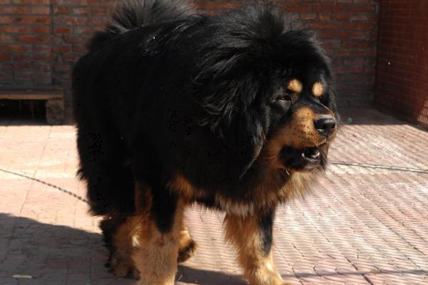 藏獒的性格,忠心耿耿且自卫意识强