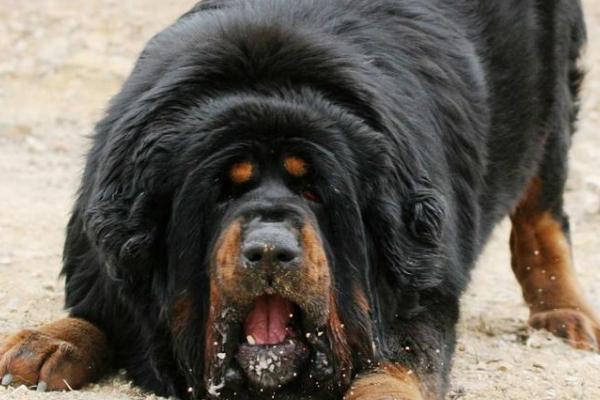 藏獒的性格,忠心耿耿且自卫意识强