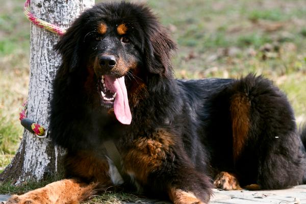 藏獒的性格,忠心耿耿且自卫意识强