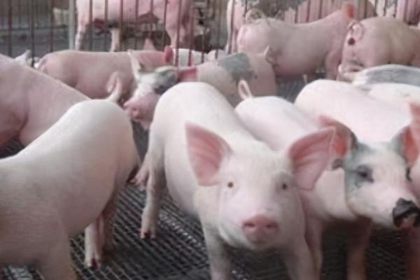 养猪几个月能出栏,通常经过5个月左右即可出栏