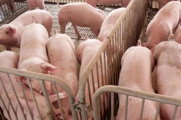 养猪几个月能出栏,通常经过5个月左右即可出栏