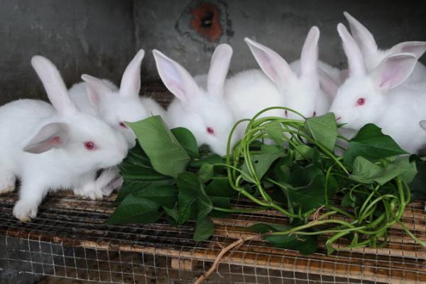 兔子拉稀的原因,可能是饮食不当或肠道菌群紊乱导致的
