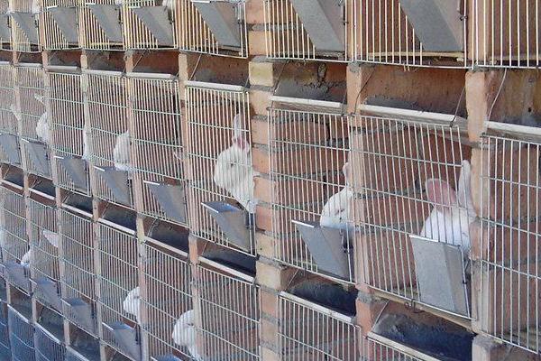 兔子拉稀的原因,可能是饮食不当或肠道菌群紊乱导致的