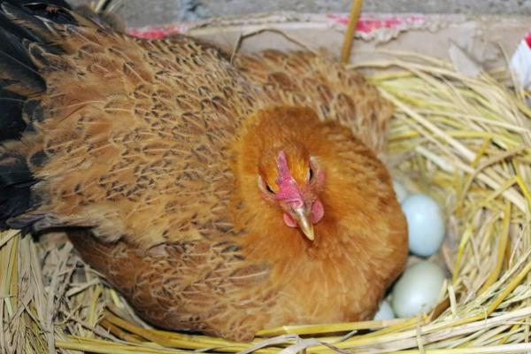 风油精可以让母鸡不抱窝吗,风油精可刺激母鸡停止抱窝