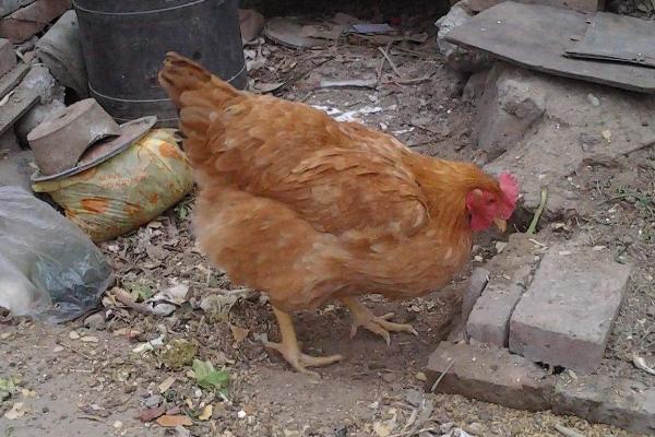 风油精可以让母鸡不抱窝吗,风油精可刺激母鸡停止抱窝