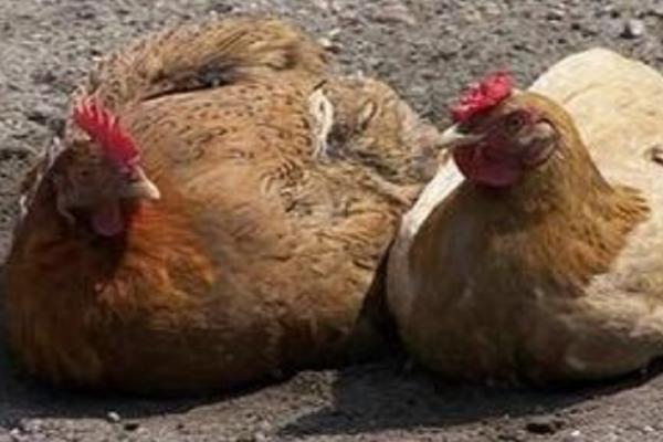 风油精可以让母鸡不抱窝吗,风油精可刺激母鸡停止抱窝