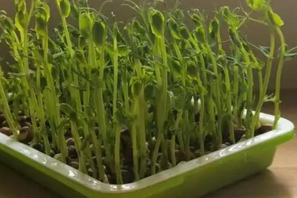 让豌豆容易出苗的方法，需选择疏松、富含有机质的地方作为种植地