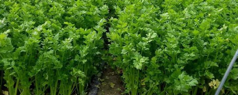 芹菜为何会先期抽薹